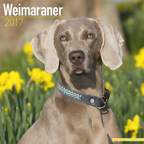 Calendrier 2017 braque de - 2017,