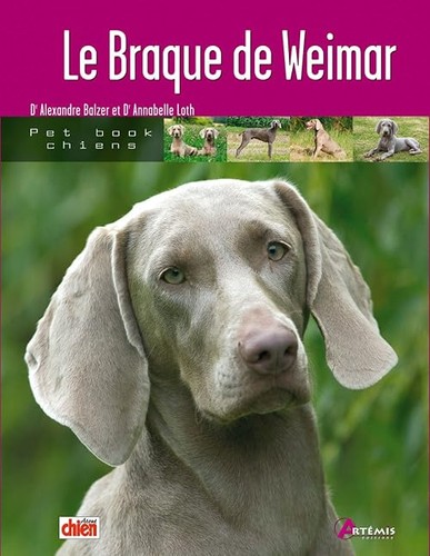 Braque weimar loth - le,
