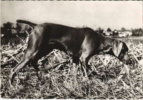 Cpa braque weimar dog - braque,