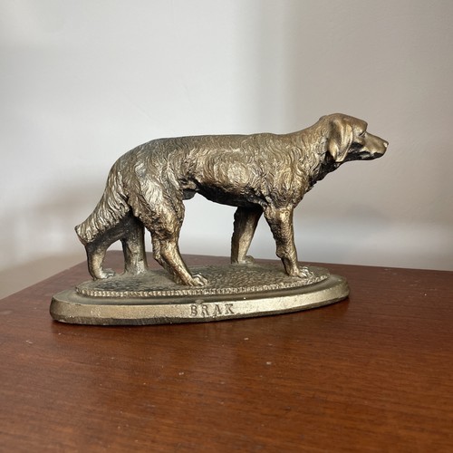 Braque weimar poil long - poil,