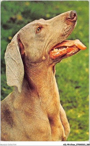 Ailp8 0806 chien braque de - chien,