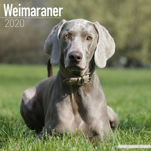 Calendrier 2020 braque - calendrier,