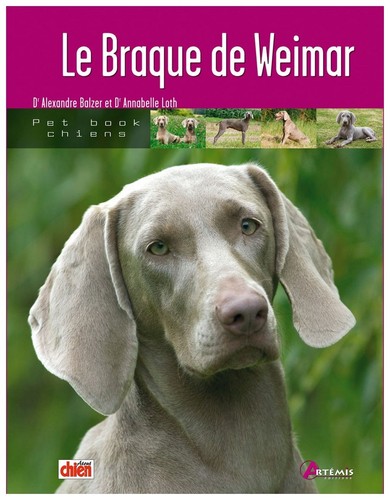 Braque weimar - le,