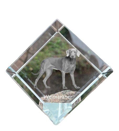 Braque weimar dé coudre - de,
