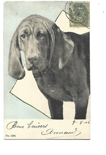 Illustration chien de chasse - -,